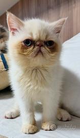 Exotic Shorthair