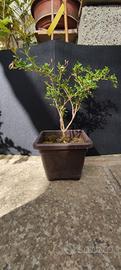 bonsai di serissa japonica 02.26