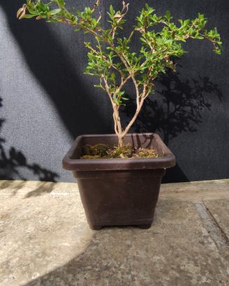 bonsai di serissa japonica 02.26