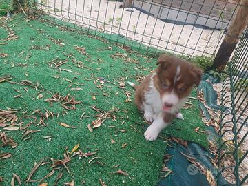 Border collie