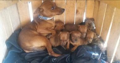 Cuccioli pinscher