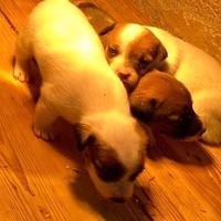 Cuccioli di Jack Russell