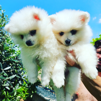 Volpini Italiani Pedigree Enci