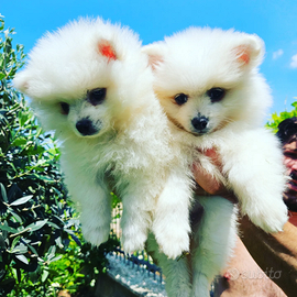 Volpini Italiani Pedigree Enci