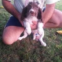 Springer spaniel inglese