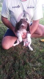 Springer spaniel inglese