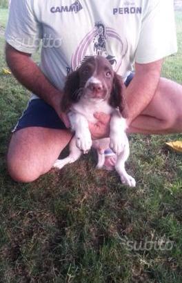 Springer spaniel inglese