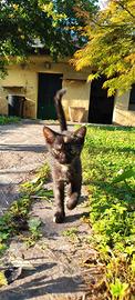 Dolcissima gattina di 2 mesi