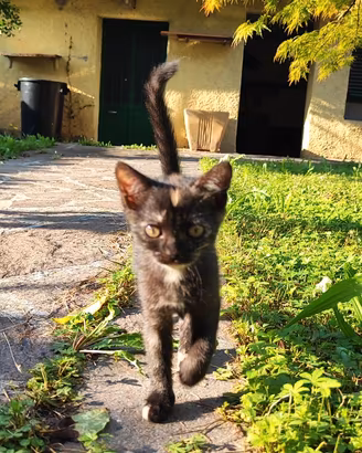 Dolcissima gattina di 2 mesi