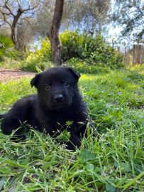 Pastore tedesco total black