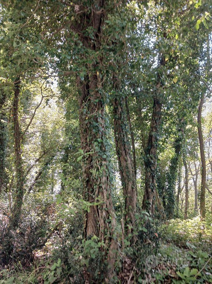 Terreno con bosco ceduo - Vista 3