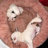 Chihuahua maschi
