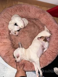 Chihuahua maschi