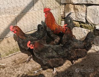 Pulcini Marans nero ramato betulla rosso