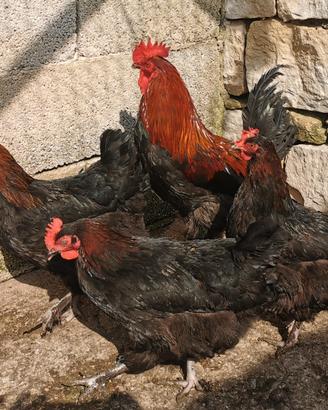 Coppia di i Marans nero ramato betulla rosso
