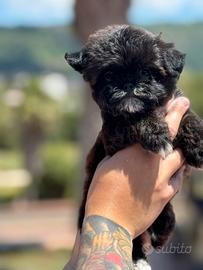 Maltipoo koreano