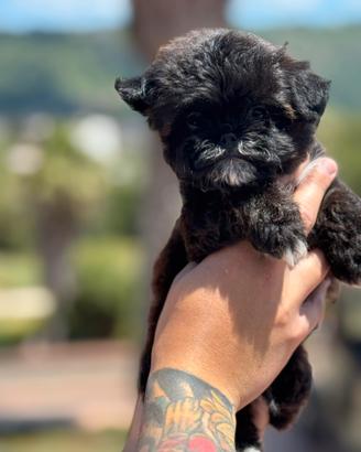 Maltipoo koreano