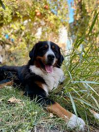 Bovaro del Bernese maschio per accoppiamento