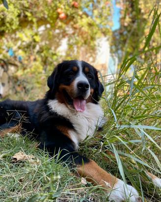 Bovaro del Bernese maschio per accoppiamento