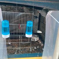 Parrochetti dal collare blu pallid