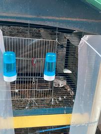 Parrochetti dal collare blu pallid