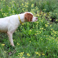 Epagneul Breton maschio da caccia