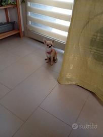 Chiwawa femmina