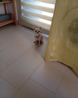 Chiwawa femmina
