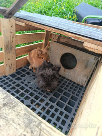 Coniglietti testa dì Leone