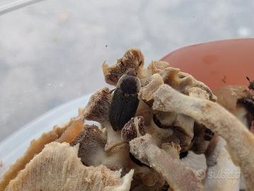 Colonia starter dermestidi (Dermestes maculatus)
