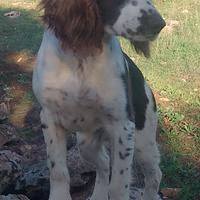 Springer spaniel