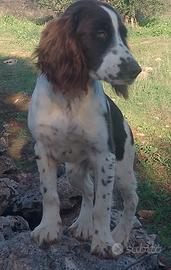Springer spaniel