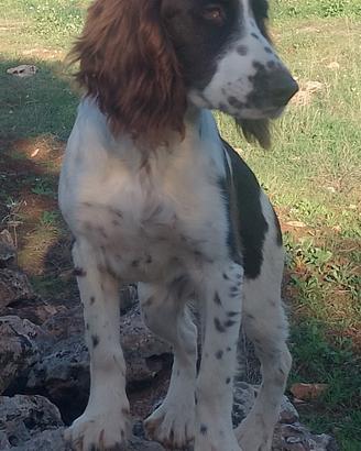 Springer spaniel