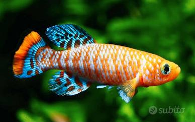 KILLY FISH