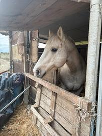 Quarter Horse