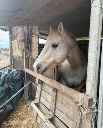 Quarter Horse