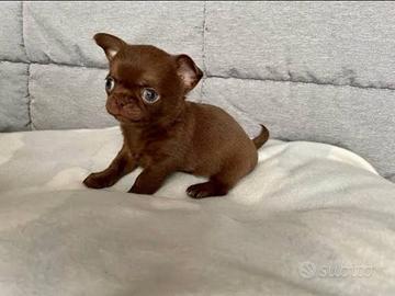 Chihuahua cioco