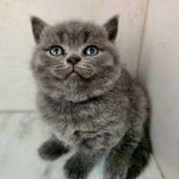 Cuccioli British Shorthair Pedigree ANFI