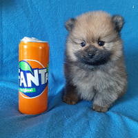 Mini cucciolo di Spitz di Pomerania Mini Toy