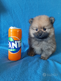 Mini cucciolo di Spitz di Pomerania Mini Toy