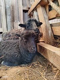 Pecore nane ouessant