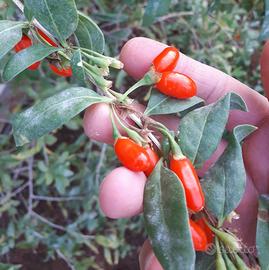 PIANTA DI GOJI – LYCIUM BARBARUM – SUPERFRUTTO