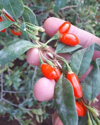 PIANTA DI GOJI – LYCIUM BARBARUM – SUPERFRUTTO