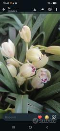 orchidee
