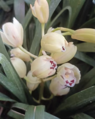 orchidee