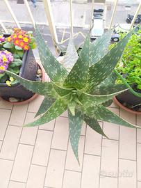 pianta di aloe