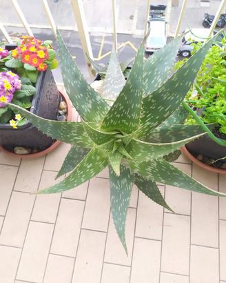 pianta di aloe