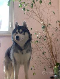 Siberian Husky con pedigree pronto per monta