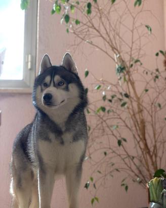 Siberian Husky con pedigree pronto per monta
