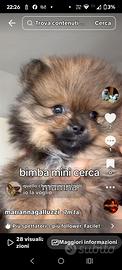 Spitz femmina mini mini